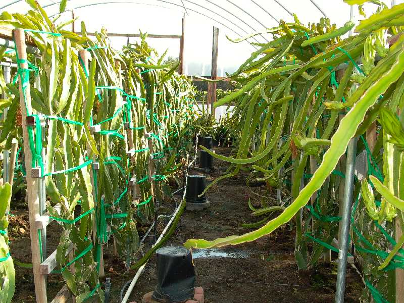 Dragon fruit plants on a gentle slope (Indo-China).