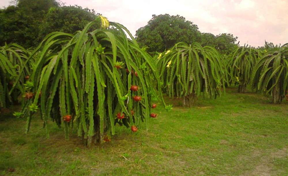 Dragon+fruit+plantation