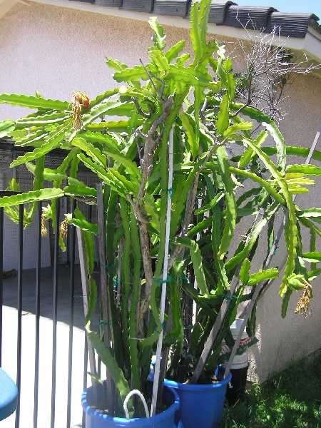 dragon fruit plants growing in tubs. The plants flower and bear fruit in