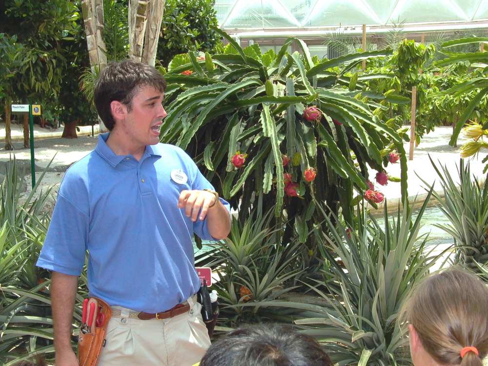Dragon+fruit+plant+florida