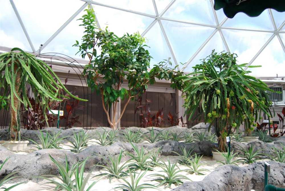 Dragon+fruit+plant+florida