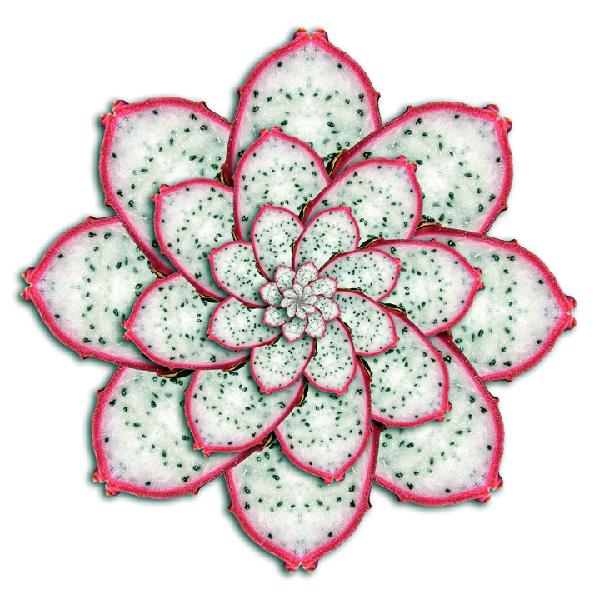 Dragon+fruit+plant+flower
