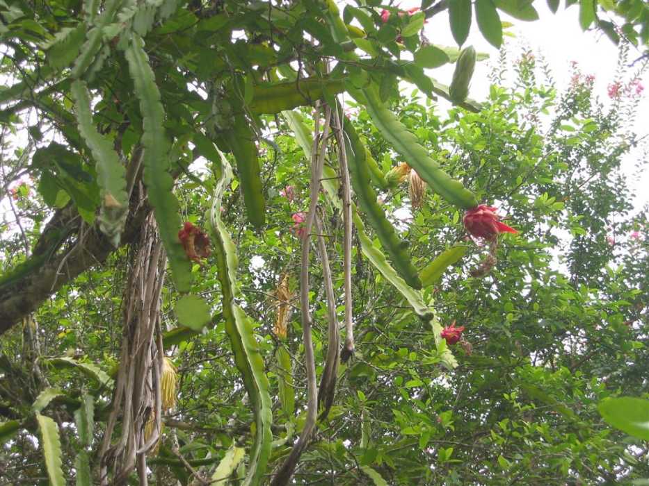 Dragon+fruit+plant+how+to+grow