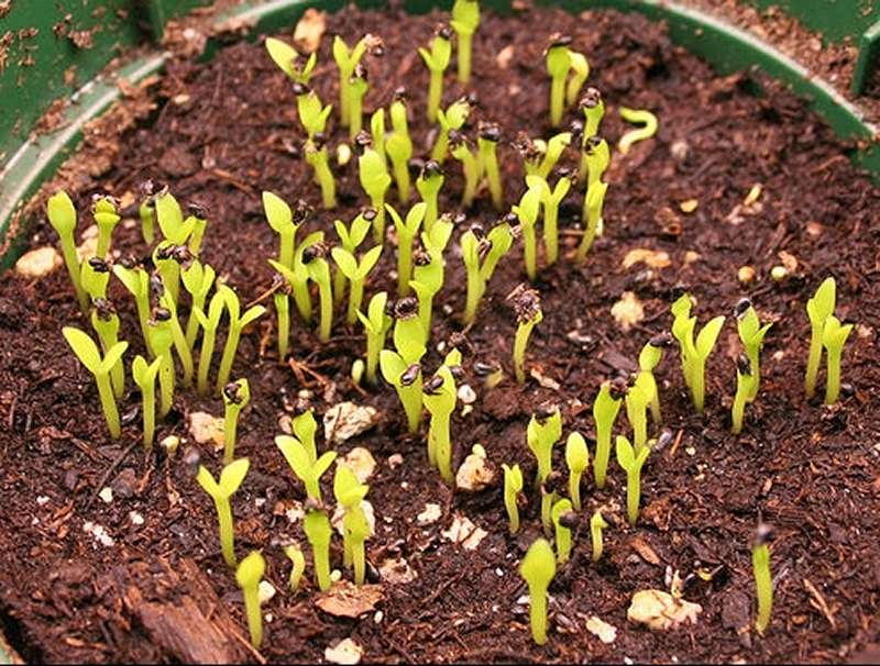Grow dragon fruit cactus from seeds