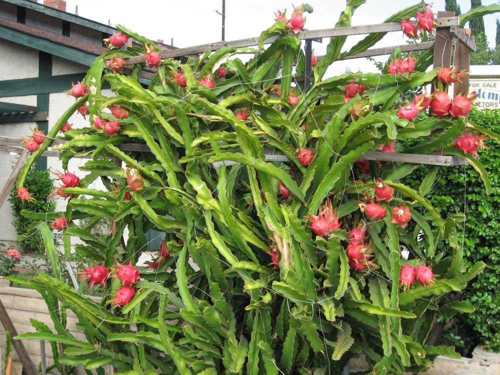 Можно ли вырастить питахайя в домашних условиях. Питахайя (Драконий фрукт). Эпифиллум питахайя. Питахайя Кактус. Питахайя красная растение.